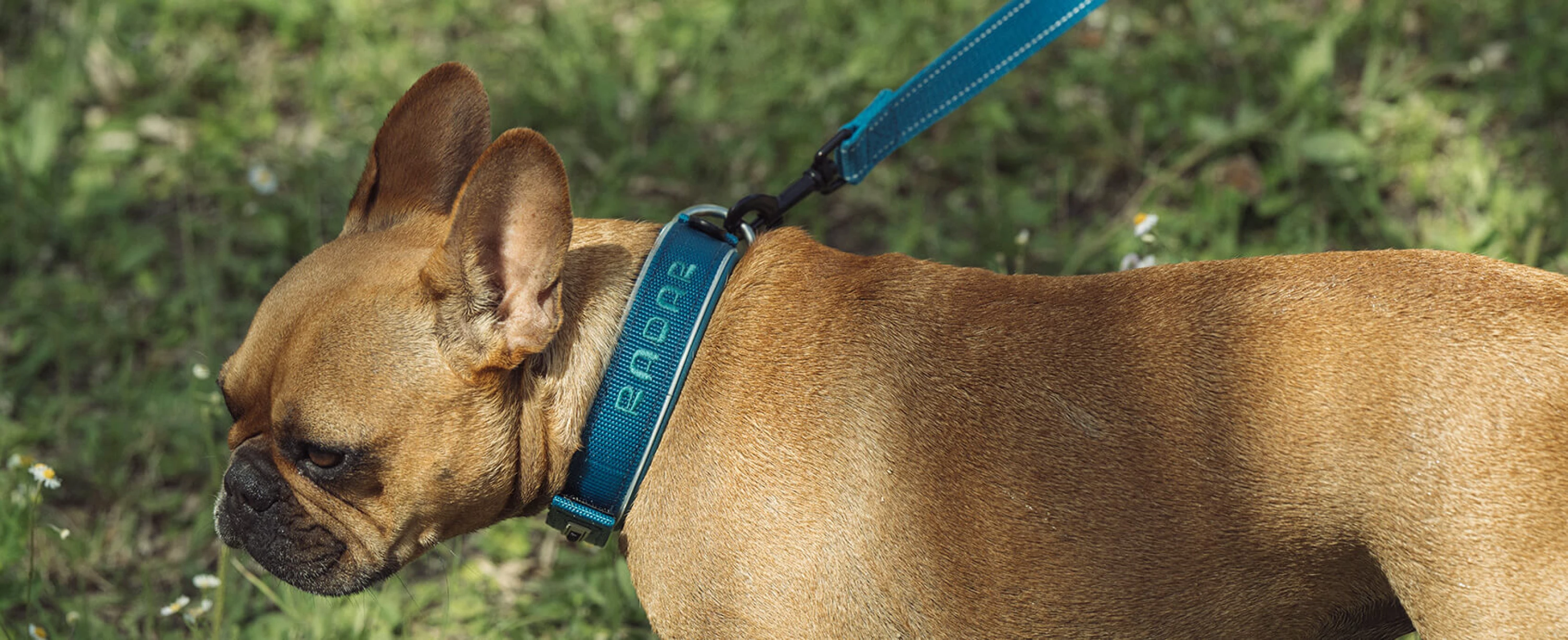 dog-collar-1