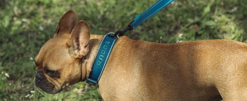 dog-collar-1