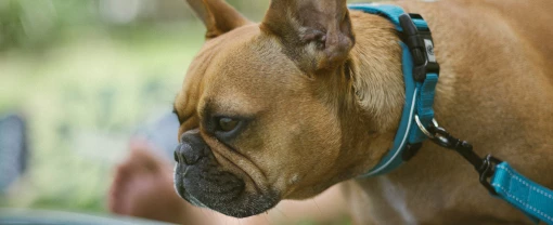 dog-collar-2