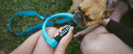 dog-leash